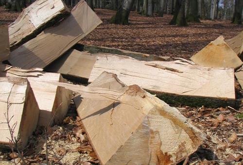 Gefahren bei der Waldarbeit