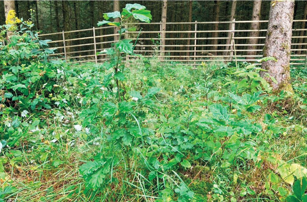 Eine junge Traubeneiche, gepflanzt vom Eichelhäher in ein Borkenkäferloch einer Fichtenmonokultur, gut geschützt durch ein Wildgatter aus Holz.