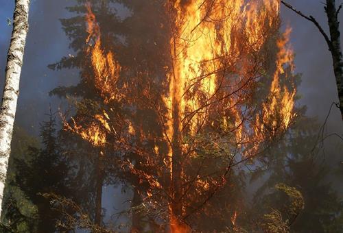 Feux de végétation et de forêt