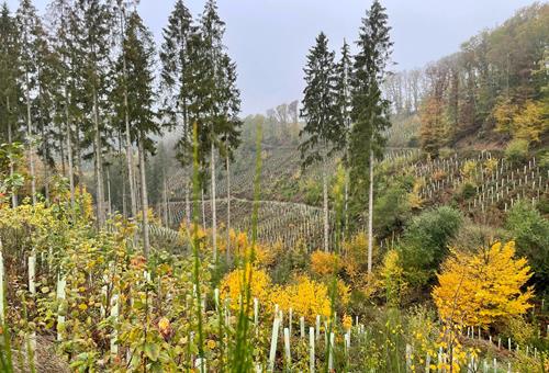 Waldsterben wegen Klimakrise 