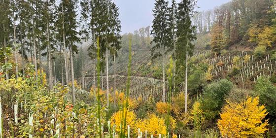 Sauver nos forêts – une première analyse estime les coûts à 750 millions d’euros