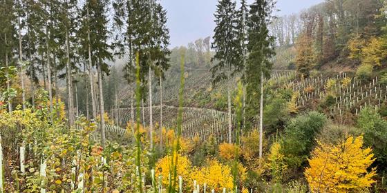 Waldsterben wegen Klimakrise 