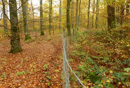 Vortrag Jagd und Wild am 27.03.2025