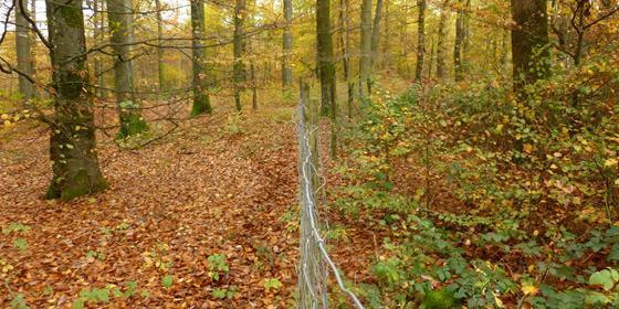 Vortrag Jagd und Wild am 27.03.2025