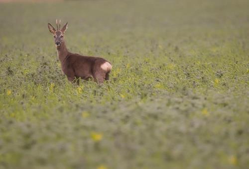 25.03.2026 -  Ansitzdrückjagden zur Rehwildregulierung