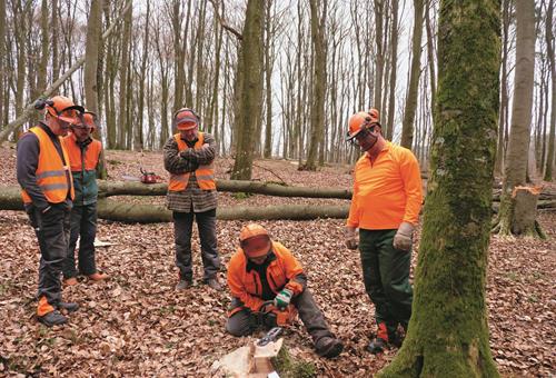 Wem gehört der Wald? - Der Wald