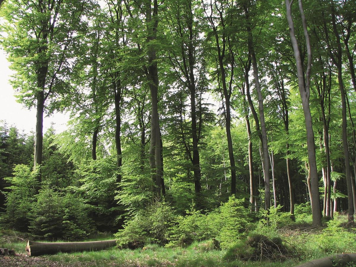 Wald Wald