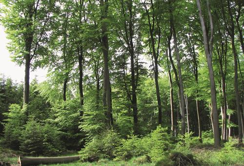 Ökosystem Wald - Der Wald